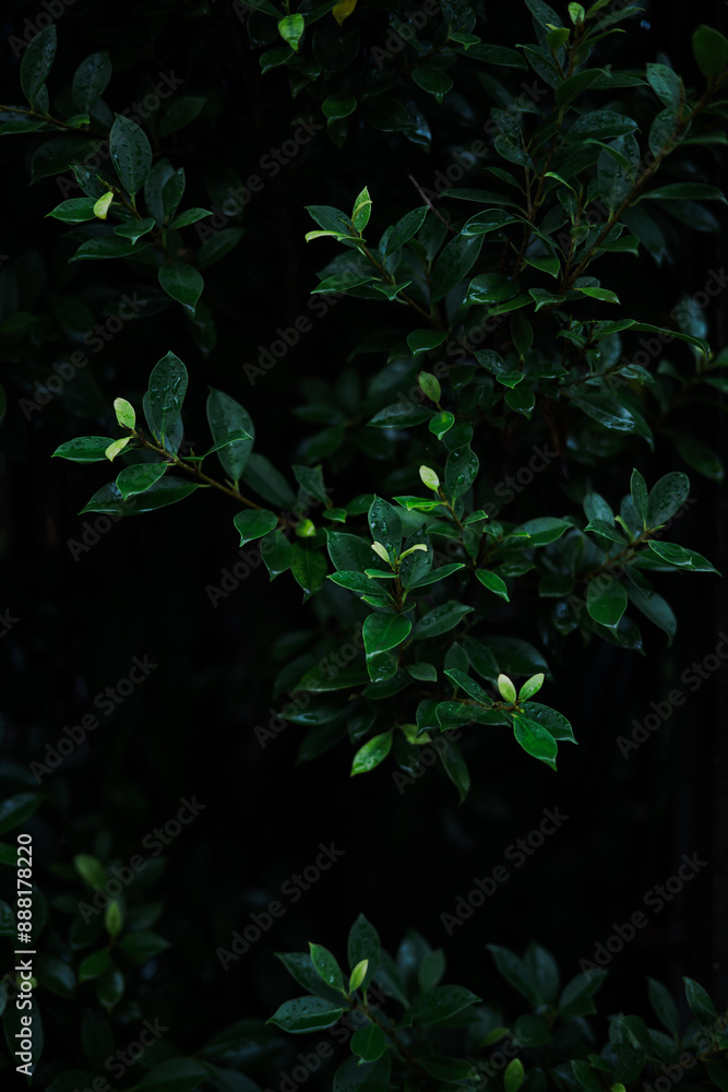 Fresh green tropical tiny leaves in dark background Fresh green tropical tiny leaves in dark background