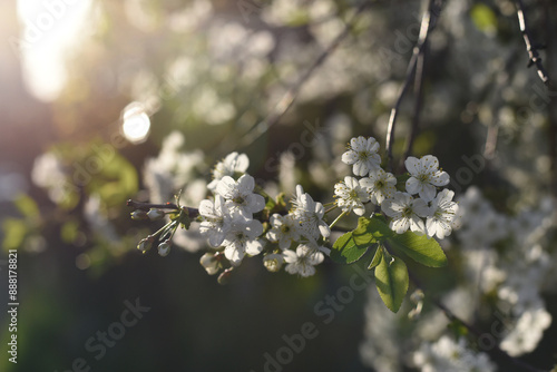 Wallpaper Mural Close up of spring flowering white cherry tree branch. Cherry flowers in small clusters on a cherry tree branch, fading in to white, selective focus Torontodigital.ca