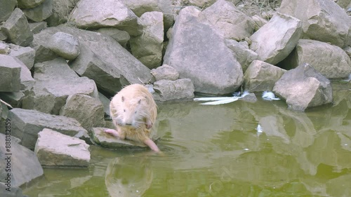 a nutria living near a lake washes and looks for food
 photo