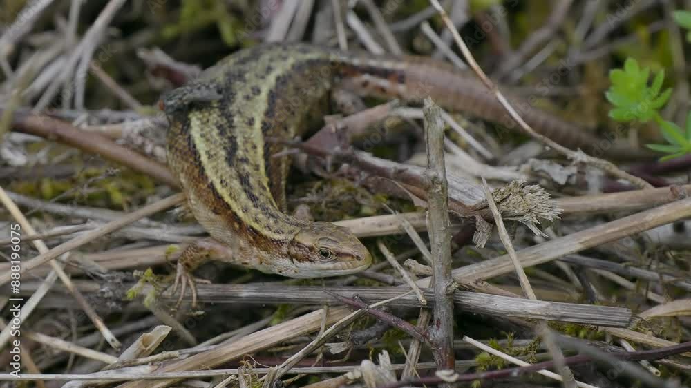 A close up of a common lizard (Zootoca vivipara) basking A close up of a common lizard (Zootoca vivipara) basking