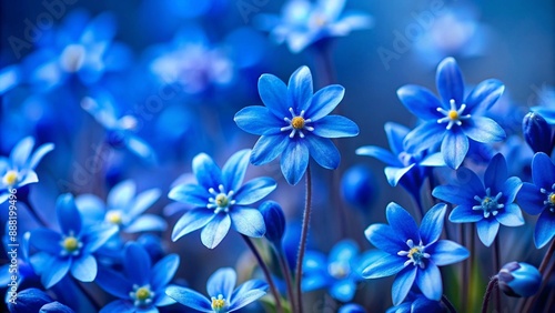 blue flowers in-a blue-background--8k--high-resolution 