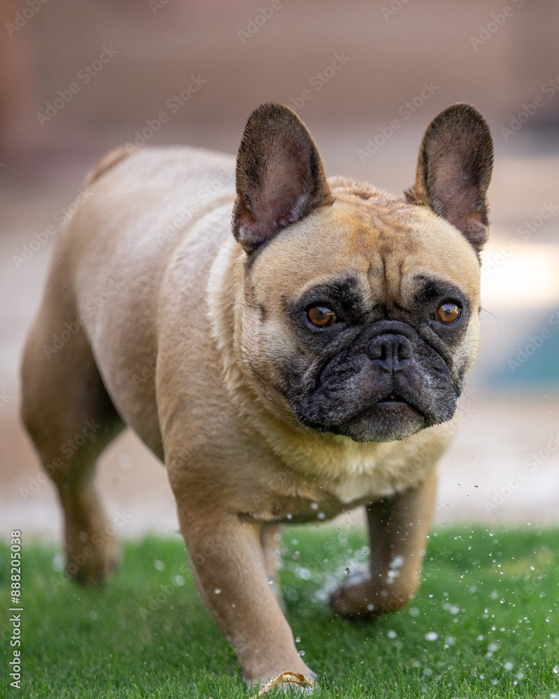 Fototapeta premium Close up of a French Bulldog with water dripping