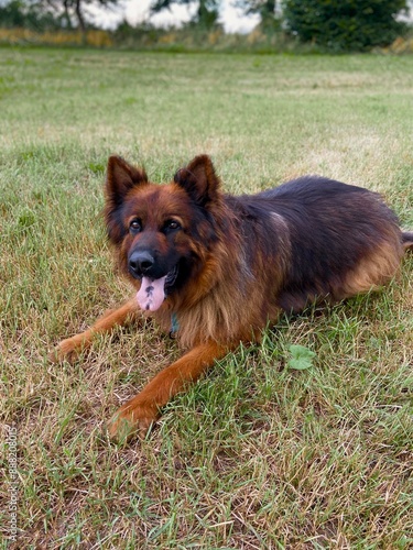 German Shepard on the grass