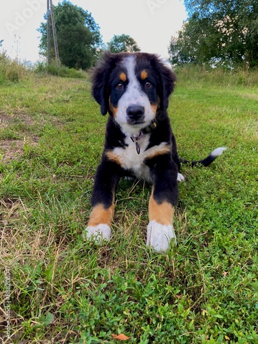 bernese mountain dog puppy on the grass