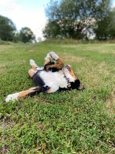 bernese mountain dog puppy on the grass