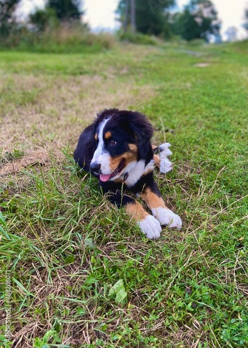 bernese mountain dog puppy on the grass