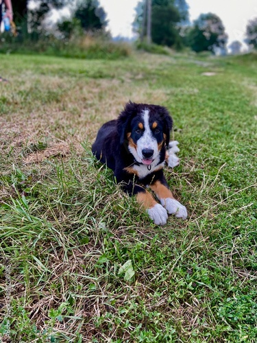 bernese mountain dog puppy on the grass