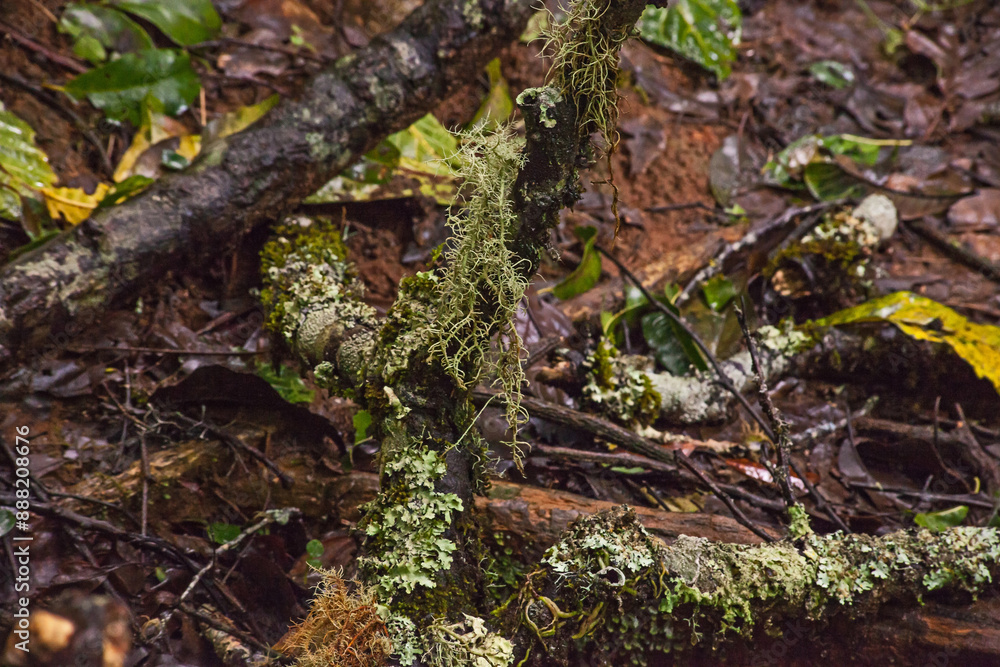 Different lichens together 14126 Different lichens together 14126