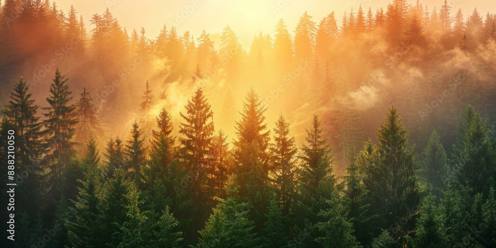 Enchanting misty forest illuminated by warm sun rays, dense green trees create serene atmosphere, clouds adding mystery and depth to the scene. Enchanting misty forest illuminated by warm sun rays, dense green trees create serene atmosphere, clouds adding mystery and depth to the scene.