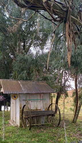 Arvores centenarias em um sitio photo