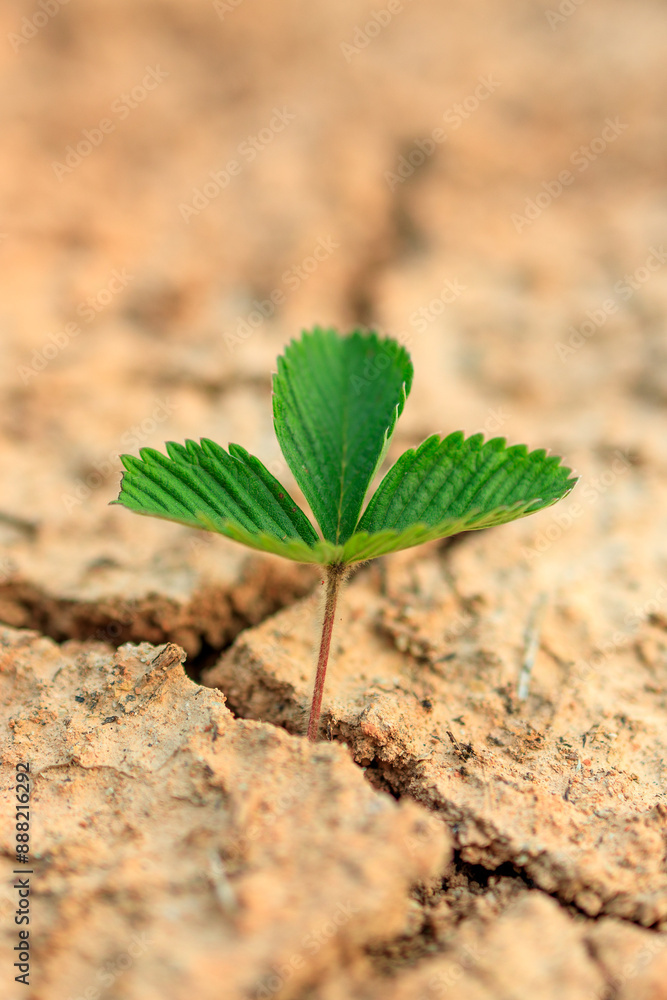 vertical photo of a green plant with three leaves growing despite the drought vertical photo of a green plant with three leaves growing despite the drought