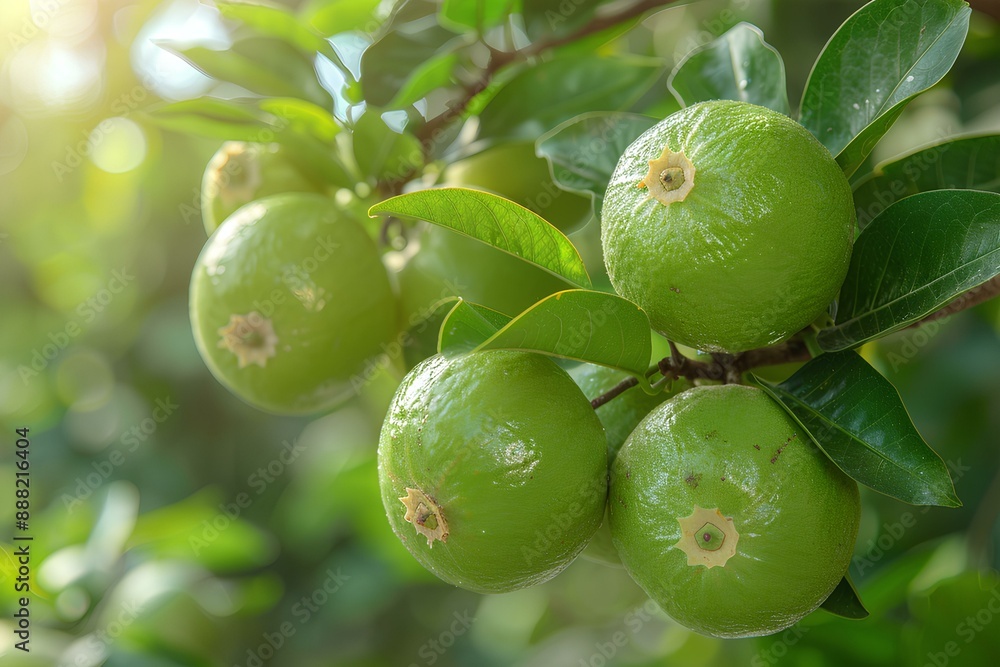 A bunch of green fruit hanging from a tree A bunch of green fruit hanging from a tree