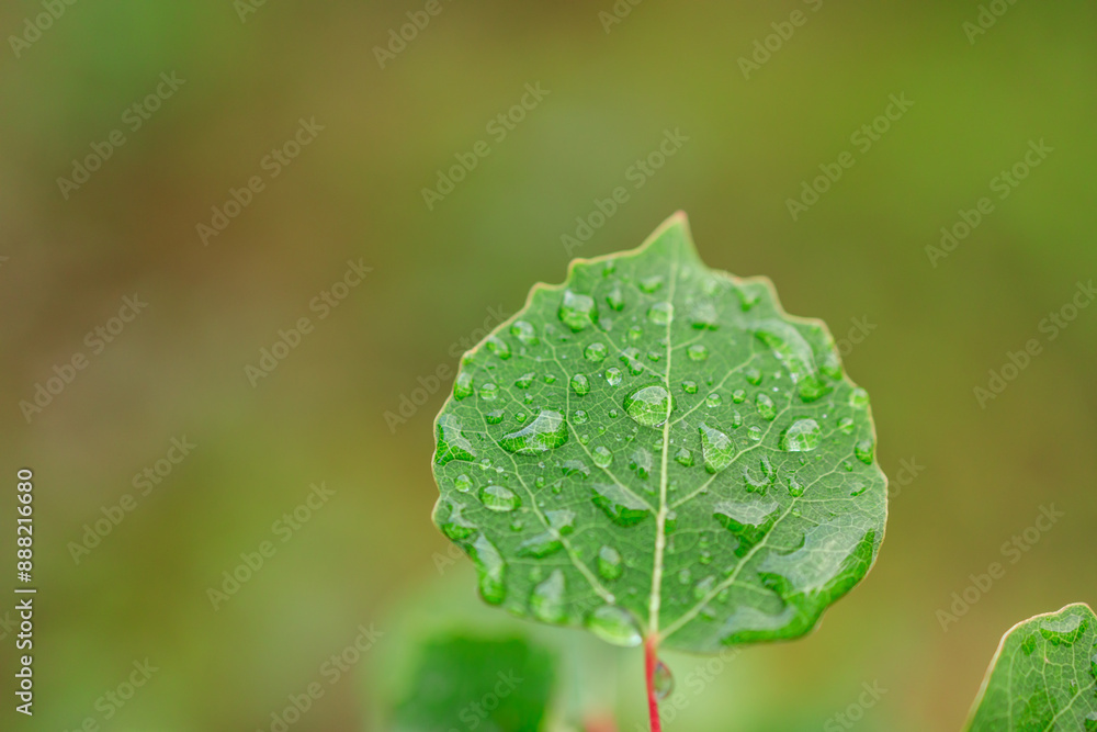 A leaf with water droplets on it A leaf with water droplets on it