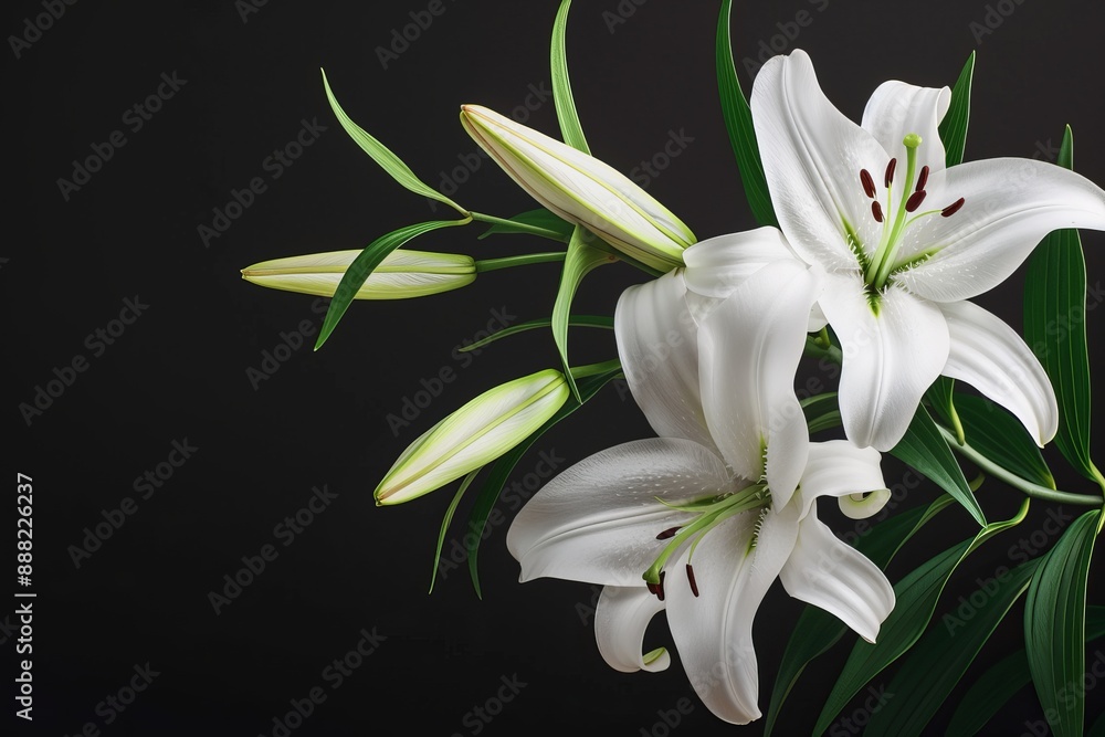 Obraz premium White lilies symbolizing mourning or funerals in a branch