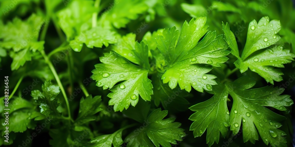Fresh green eco organic farm coriander leaves bunch top view Fresh green eco organic farm coriander leaves bunch top view