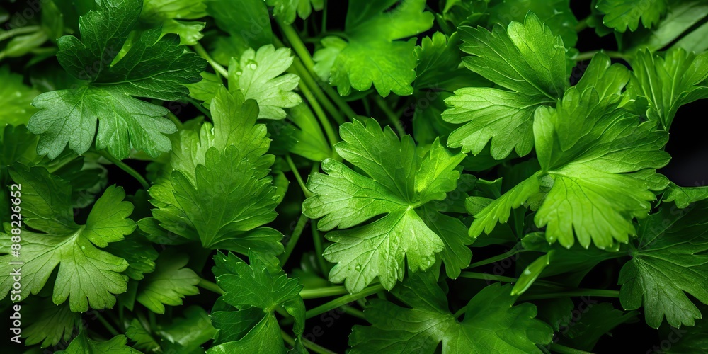 Fresh green eco organic farm coriander leaves bunch top view Fresh green eco organic farm coriander leaves bunch top view