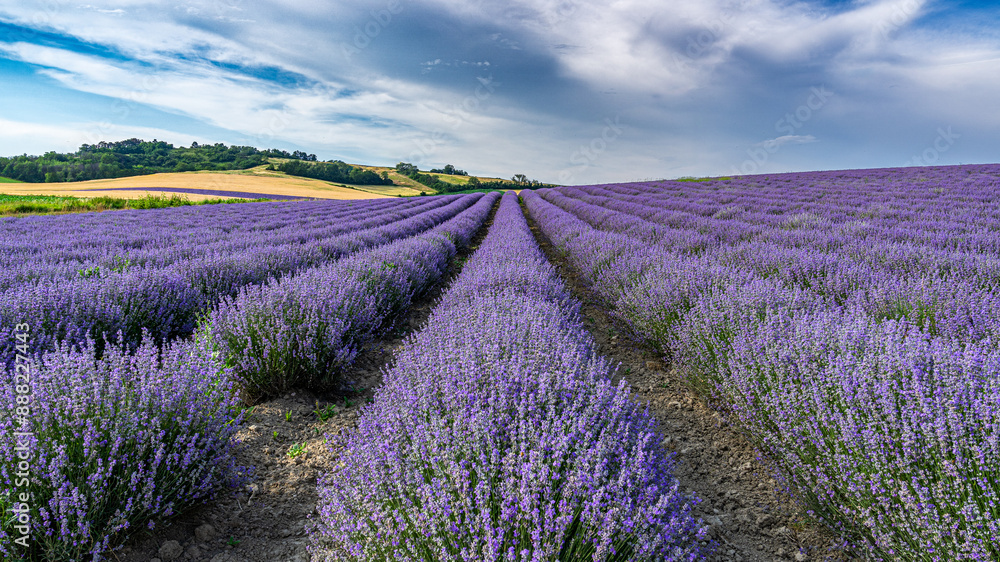Obraz premium Lavendelreihen vor blau-weißem Himmel, Felder und Wälder im Hintergrund, Blick in die Tiefe