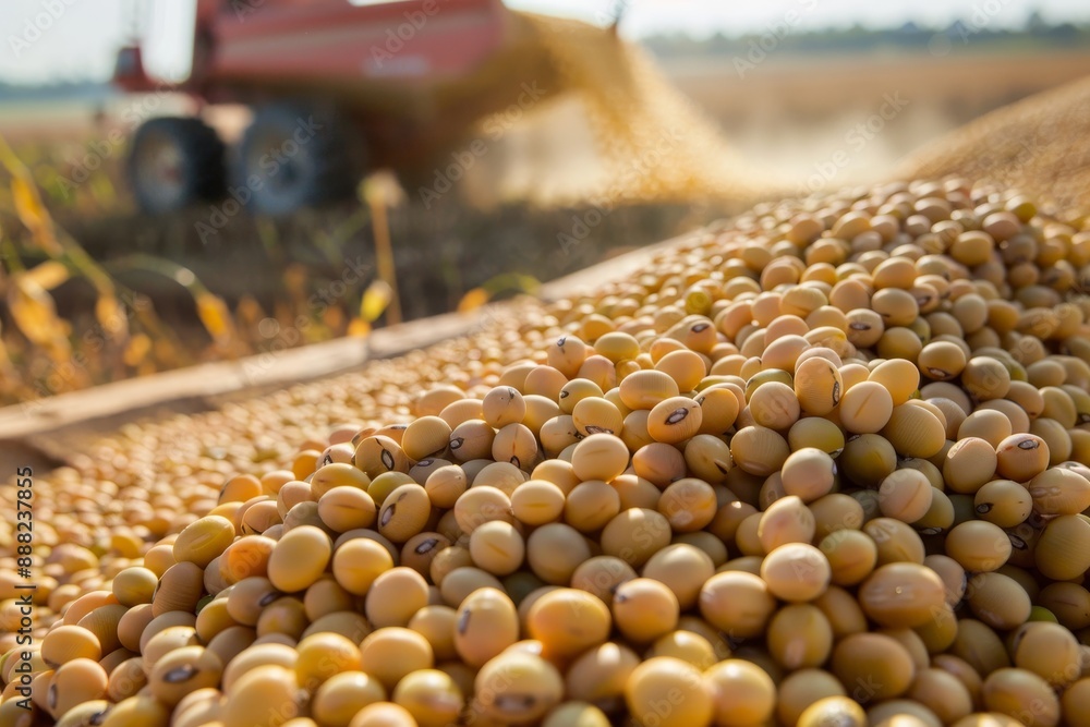 Harvested soy beans with mechanized field transport Harvested soy beans with mechanized field transport