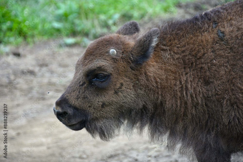 Fototapeta premium Portrait of young European bison. Young wisent. Bison bonasus. Bieszczady Mountains. Poland. 