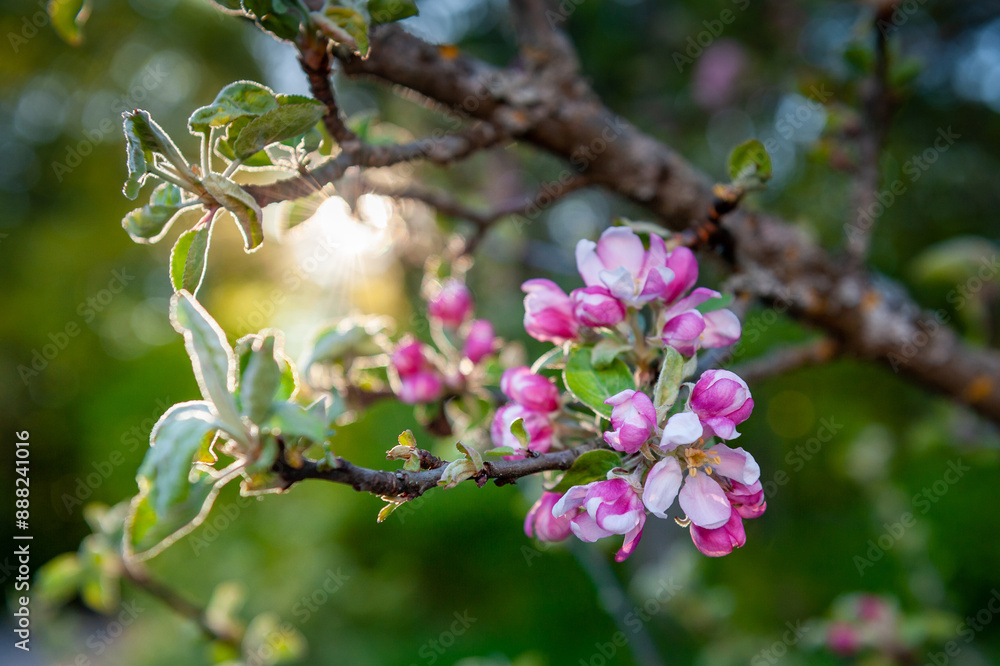 Apple tree in bloom at sunset. Blooming tree in a beautiful garden. Apple tree in bloom at sunset. Blooming tree in a beautiful garden.