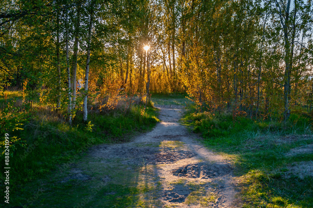 Fototapeta premium Hiking trail leading to the birch forest. Beautiful forest path at sunset.