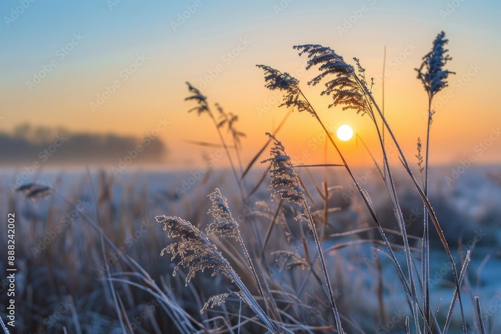Fototapeta premium Winter sunrise over dry grass