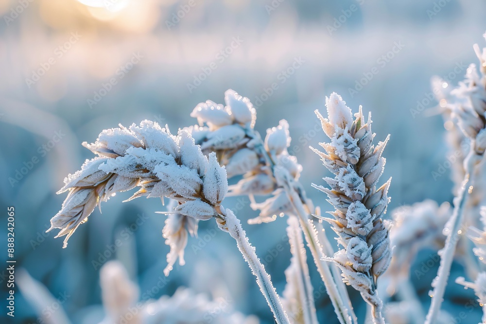 Winter wheat covered in ice and frost close up of grass on field early harvest wheat Winter wheat covered in ice and frost close up of grass on field early harvest wheat