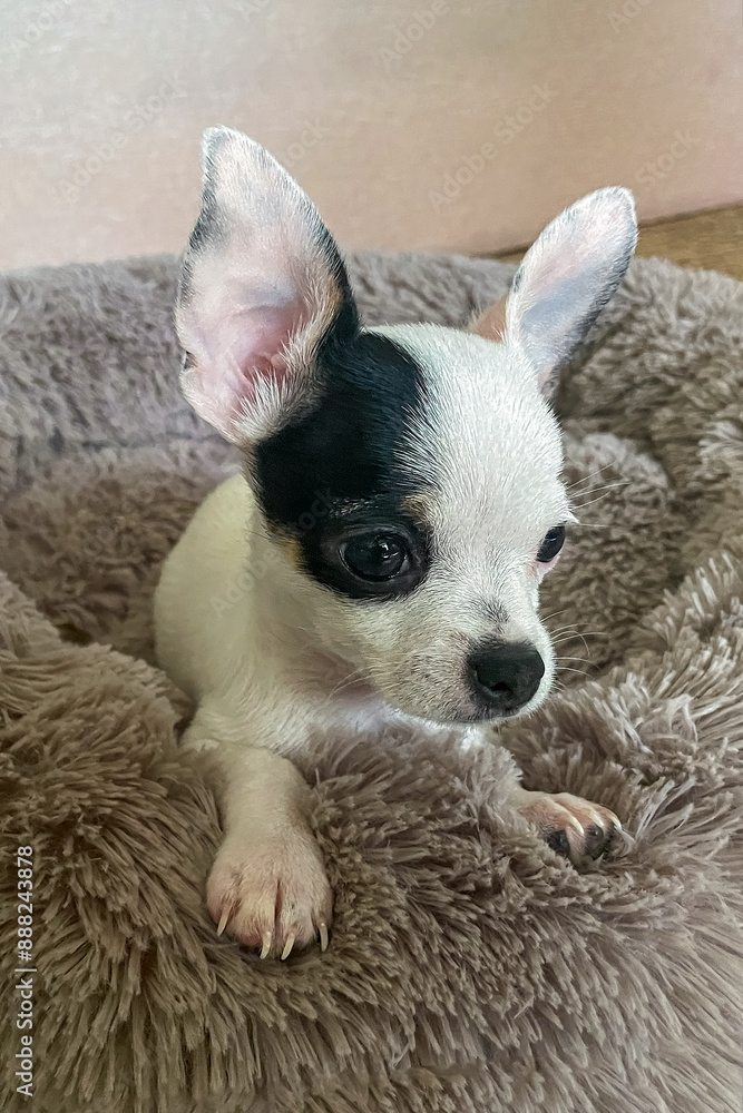 Chihuahua. A black and white puppy lying on a soft pillow. Pets. The Year of the Dog. Chihuahua. A black and white puppy lying on a soft pillow. Pets. The Year of the Dog.