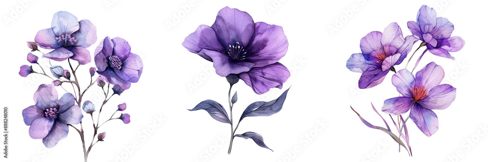 Set of A creative composition featuring a series of hand drawn watercolor purple flowers isolated on tranparent background Set of A creative composition featuring a series of hand drawn watercolor purple flowers isolated on tranparent background