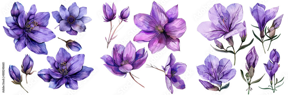 Set of A minimalistic and elegant arrangement of hand drawn watercolor purple flowers isolated on tranparent background Set of A minimalistic and elegant arrangement of hand drawn watercolor purple flowers isolated on tranparent background
