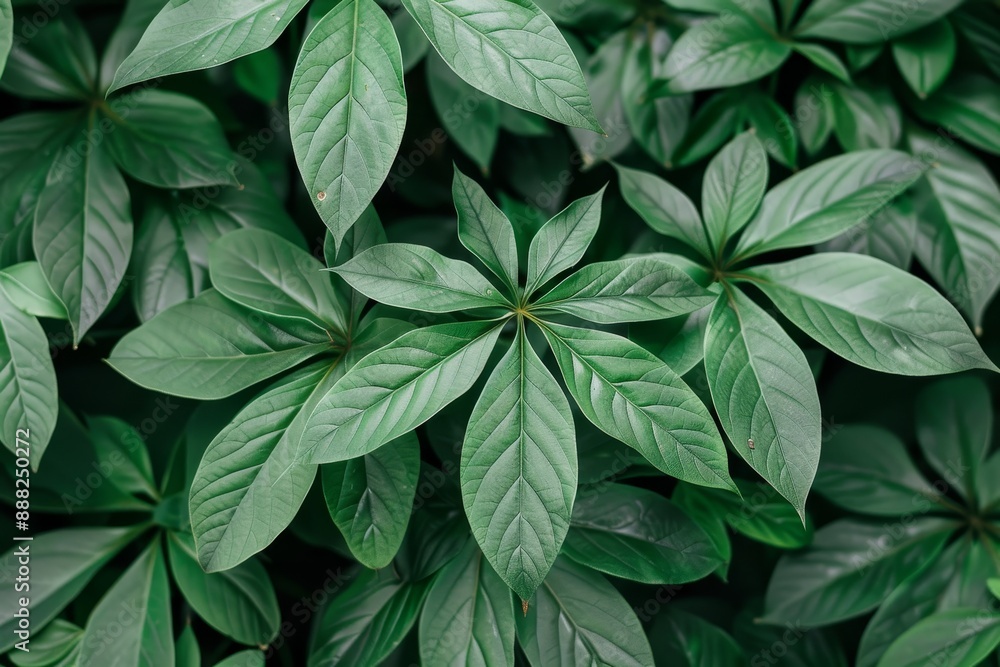 Close up of green cassava leaves Close up of green cassava leaves