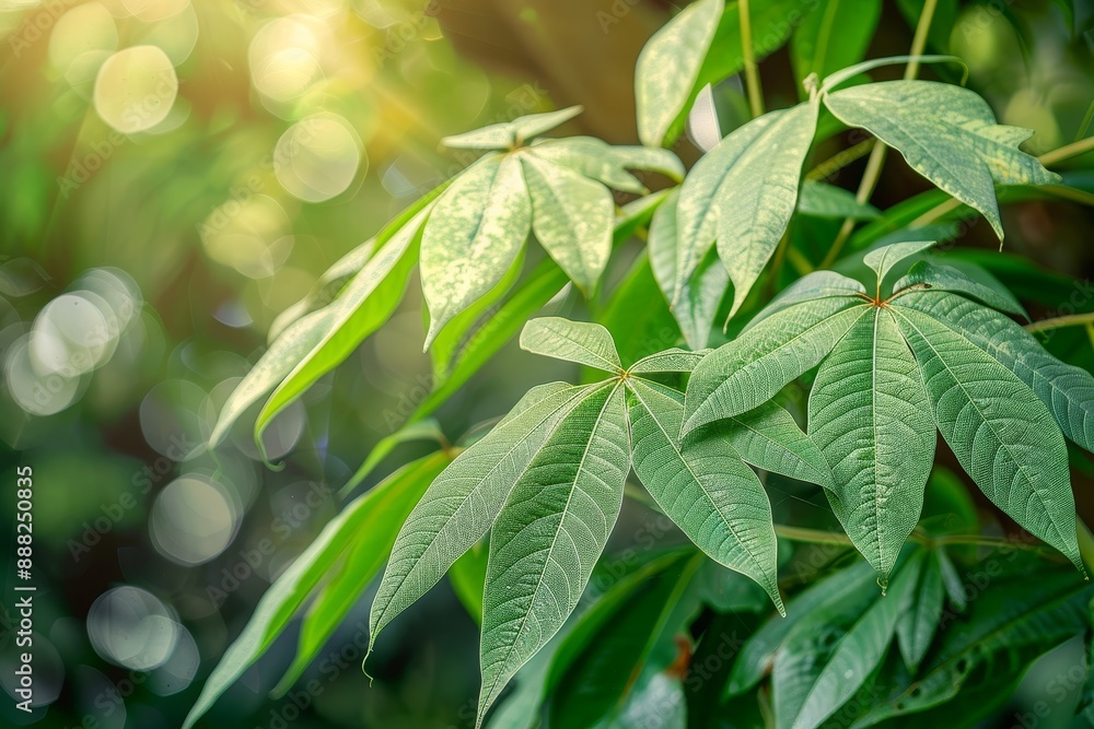 Φωτογραφία Close up shot of fresh green cassava leaves in the garden containing vitamin B1