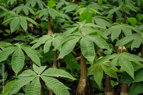 Wallpaper Mural Closeup of cassava plants useful for design backgrounds Torontodigital.ca