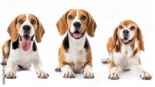 Happy beagle dog collection (sitting, standing, portrait, lying) isolated on a white background, animal bundle