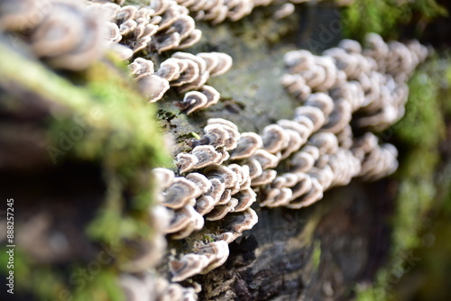 Pilze an einem Baumstamm