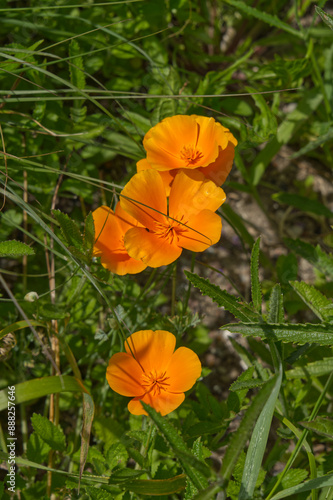 Kalifornische Mohnblume photo