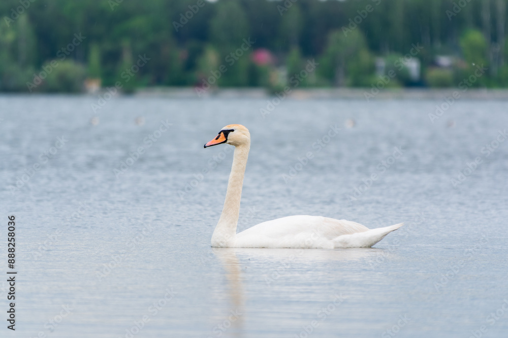 Fototapeta premium Graceful white Swan swimming in the lake, swans in the wild. Portrait of a white swan swimming on a lake.