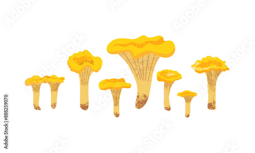 Collection of chanterelles of different sizes and shapes on white isolated background. Textured vector illustration of edible forest mushrooms for design projects. Side view.
