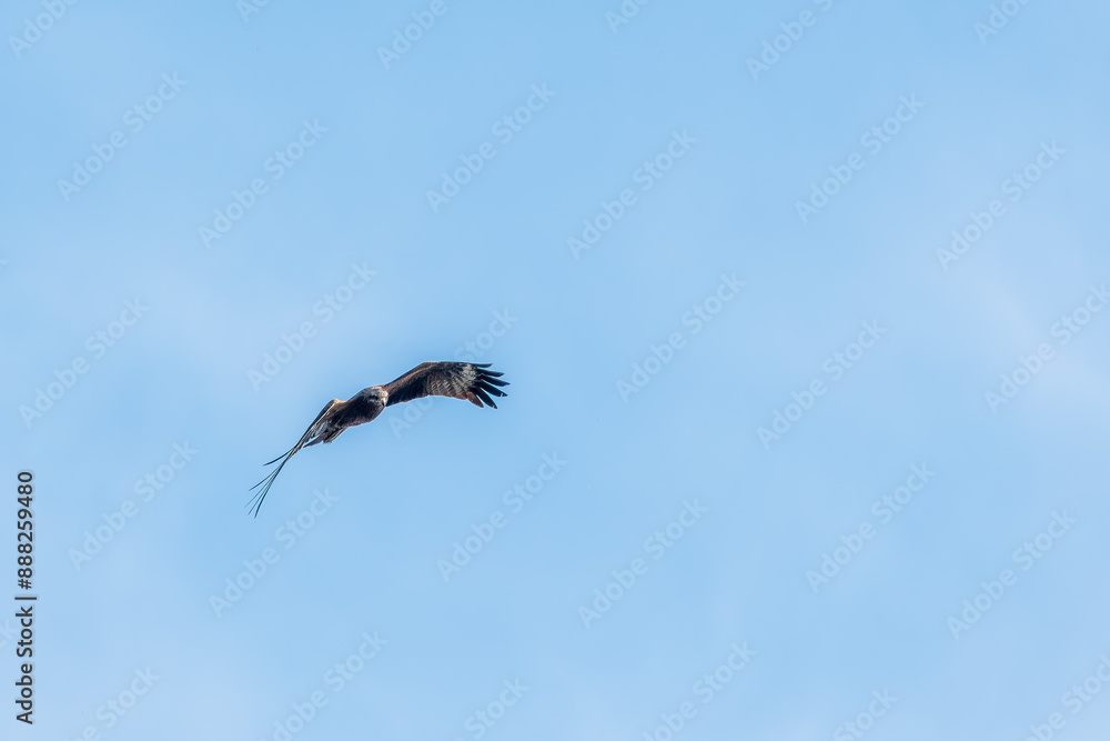 Obraz premium The bird of prey Black Kite flying in blue Sky
