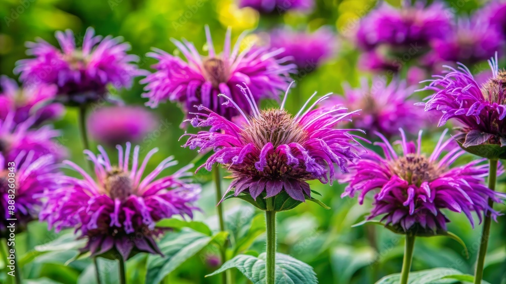 Purple Monarda Blooms in a Garden, Flower , Purple , Nature , Garden Purple Monarda Blooms in a Garden, Flower , Purple , Nature , Garden
