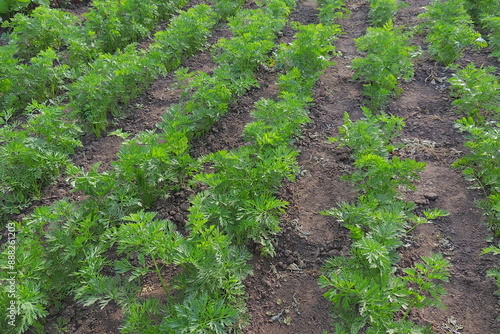 rows of lettuce