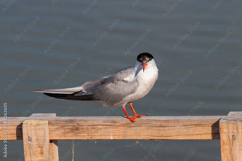 Fotografie Common tern (Sterna hirundo) perched on branch over water