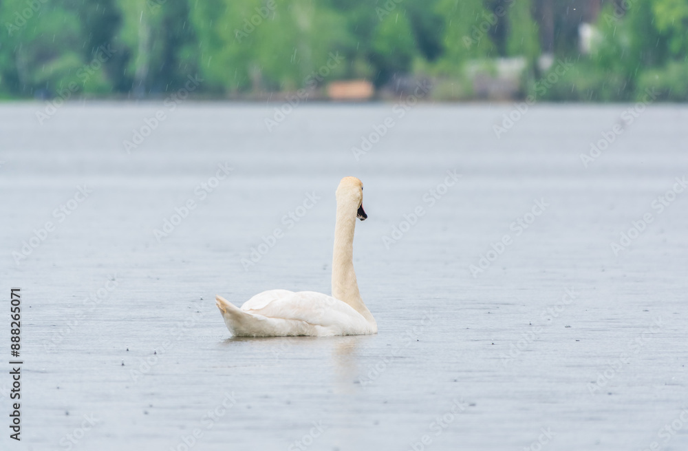 Graceful white Swan swimming in the lake, swans in the wild. Portrait of a white swan swimming on a lake. Graceful white Swan swimming in the lake, swans in the wild. Portrait of a white swan swimming on a lake.