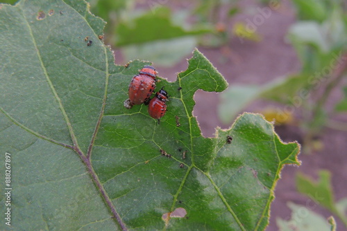 red bug on a leaf photo