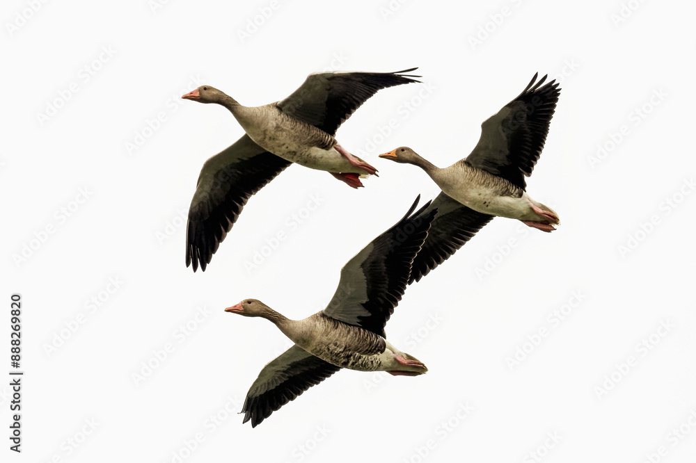 Fototapeta premium Greylag geese in flight on a white background