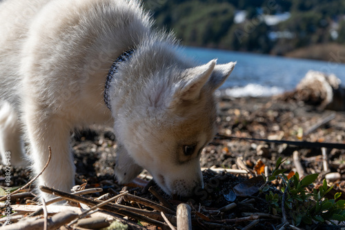 A husky puppy stands confidently on the shore of a picturesque lake, with snow-capped mountains in the background photo