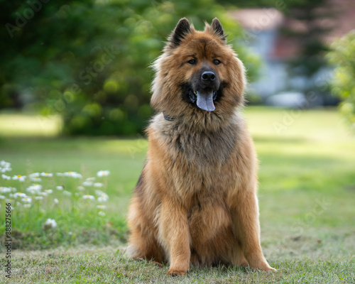 An Eurasier or Eurasian dog with a full red coat. Rare breed. Senior dog. Portrait of adult dog.  photo