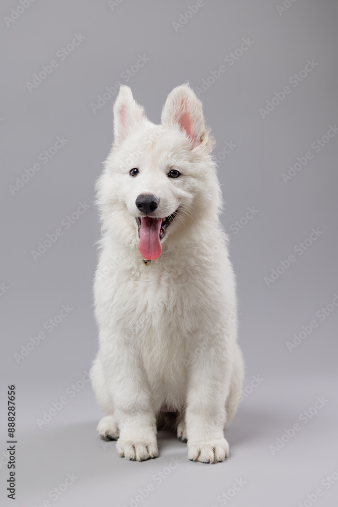Close-up of White Swiss Shepherd puppy looking at the camera, isolated on grey. Close-up of White Swiss Shepherd puppy looking at the camera, isolated on grey.