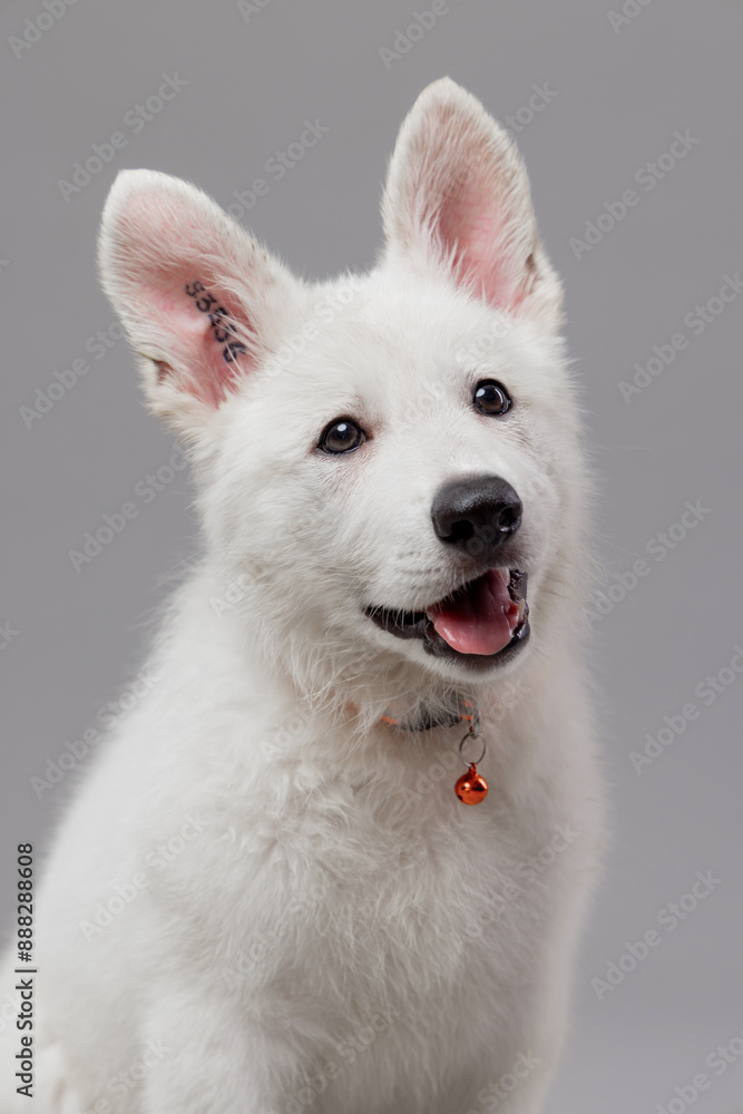 Close-up of White Swiss Shepherd puppy looking at the camera, isolated on grey. Close-up of White Swiss Shepherd puppy looking at the camera, isolated on grey.