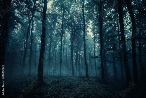 A dark forest with trees and a foggy atmosphere